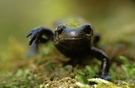 Alpensalamander