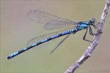 Coenagrion hylas - Bileks Azurjungfer