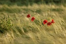 Mohn im Feld