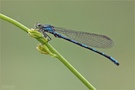 Sibirische Azurjungfer (Coenagrion hylas)