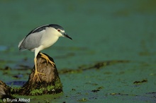 Nachtreiher, Nycticorax nycticorax, Black-crowned Night Heron