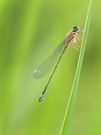 Große Pechlibelle (Ischnura Elegans)