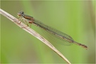 Ceriagrion tenellum