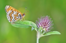 ~ Melitaea cinxia ~