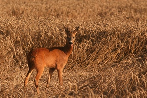 Frecher Bock