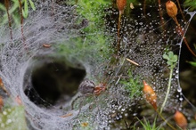 Labyrinthspinne (Agelena labyrinthica)
