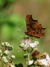 C-Falter (Polygonia C-album)