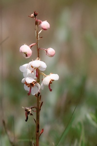 Pyrola rotundifolia