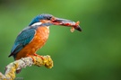 Eisvogel