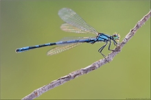 Nun auch noch mein sibirisches blaues Stäbchen: Coenagrion hylas