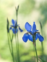 Verschiedenfarbige Schwertlilie (Iris versicolor)