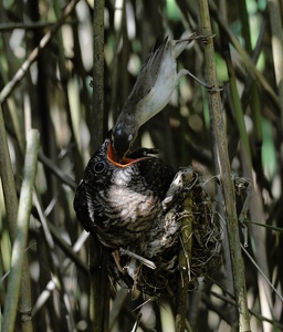 Teichrohrsänger und Kuckuck