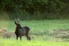 der Schwarze aus dem Moor