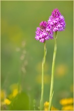 Pink und gelb