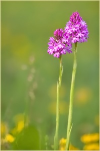 Pink und gelb