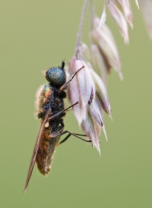 Waffenfliege (Chloromyia Formosa)