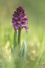 ~Orchis x hybrida~