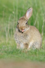 Kein-Einohr-Kaninchen