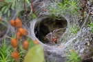Labyrinthspinne (Agelena labyrinthica) im Tunnel ihres Trichternetzes