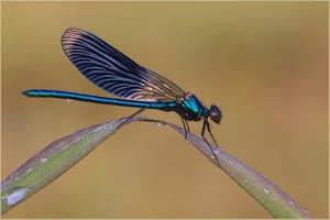 Calopteryx spledens