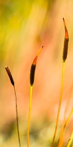 Mauer-Drehzahn ( Tortula muralis) - Sporenkapseln