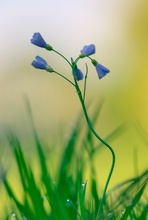 Wiesenschaumkraut