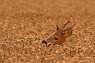 Bock auf Weizen? :-)