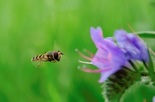 Schwebfliege an Natternkopf