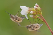 Doppeltes Lottchen