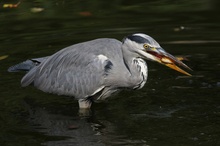 Reiher-Snack