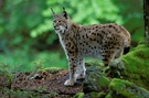 Luchs