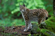 Luchs