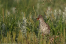 Wiesenvogel