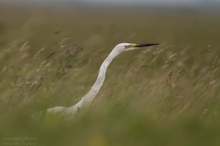 Silberreiher auf Jagdwanderung