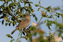 Sperbergrasmücke (Sylvia nisoria)