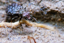 Elaphrus cupreus - Kupferfarbener Uferläufer