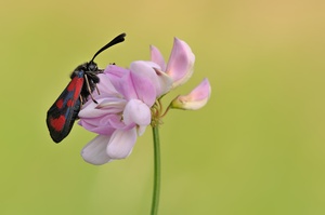Eine Krone für das Widderchen
