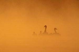 Smoke on the water...