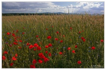 Feldbergblick mit Mohn und Kornblumen