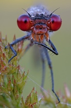 Invasion der Granataugen