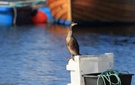 manchmal braucht man garnicht aus dem Hafen raus für die Seltenheiten