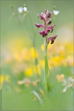 Wanzen-Knabenkraut (Orchis coriophora / Anacamptis coriophora)