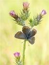 Himmelblauer Bläuling -  Polyommatus bellargus