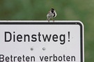 Einer passt immer auf...
