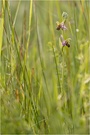 Ophrys apifera