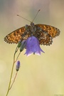 Melitaea phoebe