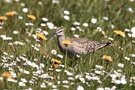 Regenbrachvogel 2