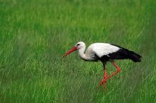 Storch