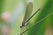 Weibchen der Gebänderten Prachtlibelle (Calopteryx splendens)