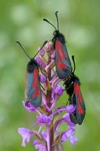 Thymianwidderchen auf Mückenhändelwurz